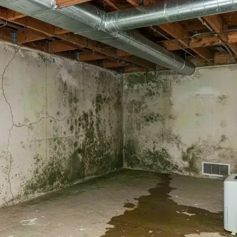 Professional Mold Removal in Mahwah, NJ